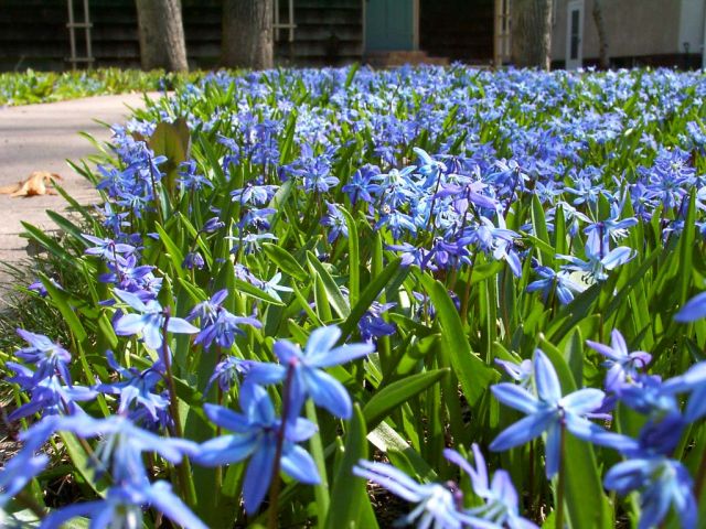 Blue flowers in lawn 3.jpg